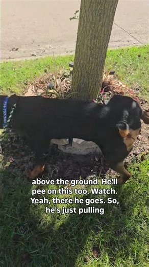 Kobe the Rottweiler Marking The Neighborhood | Michigan Dog Trainer | Board and Train Program