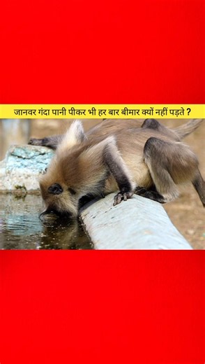 Why Don't Animals Always Get Sick After Drinking Dirty Water