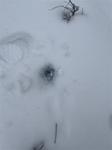 Got lucky with some natural blue raspberry snow. If you haven’t tried it you’re missing out #shedhunting #bunny #fyp #trendingreels