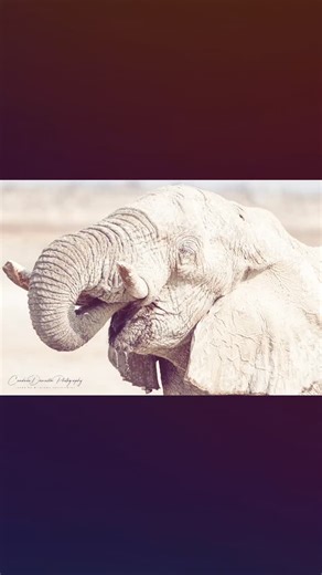 Week Two of the 2026 Limited Editions! 3 of 4 Library: Africa Collection: Namibia, Wildlife This Collection compromises of wildlife captures around Namibia, including Etosha National Park! | Candace Danielle Photography