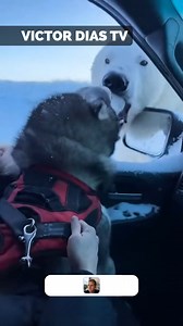 125K views · 100 reactions | Husky Fights Polar Bear at SUV Window | Victor Dias TV | Facebook