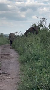 2.1K views · 52 reactions | Elephantastic encounter in the stunning...