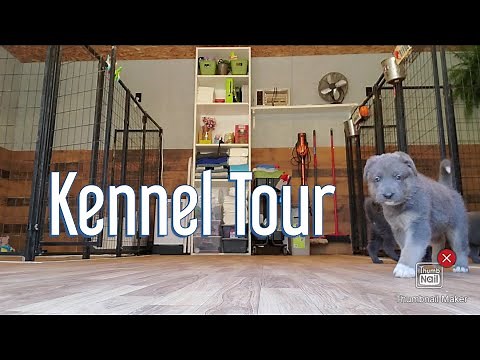 Hobby German Shepherd Breeding Kennel Tour