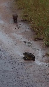 2.9M views · 22K reactions | Dwarf Mongoose Spits Out Bullfrog #mongoose #bullfrog #wildlife #naturelovers #animalvideo #outdoorlife #funnyanimals #unexpected #naturephotography #animalbehavior | Ruby Life | Facebook