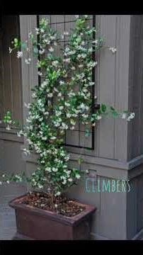 Types of Plants # viralshorts #general awareness