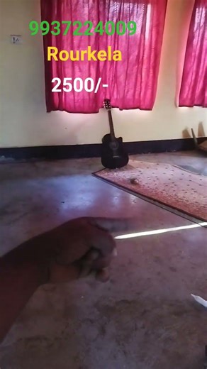 pinapple conure available for sale Odisha Rourkela #pinappleconure #parrot