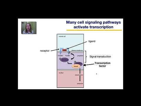 Gene Regulation in Eukaryotes Part 2
