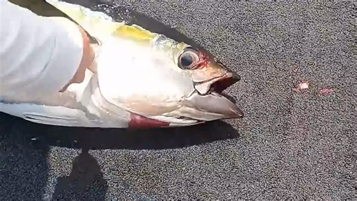 从海中捕获到现场极速处理活跳金枪鱼的全过程！