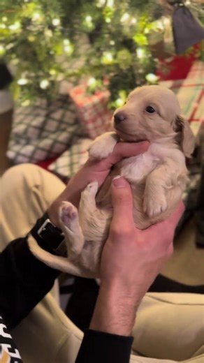 The Happiest Dachshund Compilation for Pet Lovers