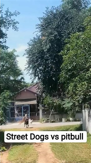 street dog vs pitbull & rottweiler #k9 #dog #streetdog #shorts #fight #dogfight #dogmating #reaction