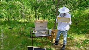 Man in protective suit shaking off bees from honey holder after removing it from hive preparing screen for honey extraction.