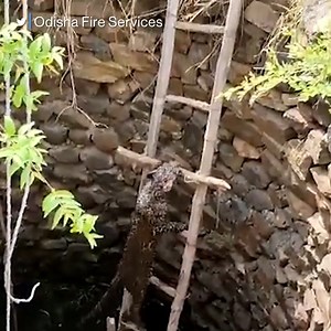 TO THE RESCUE: Firefighters and local police used a ladder to help a leopard that got stuck in a deep well in India. https://abcn.ws/3HBsZol | ABC News