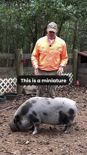Understanding Mini Pigs: Key Differences Explained