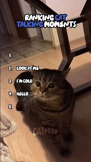 Ranking the Funniest Talking Cats Ever 🐱💬