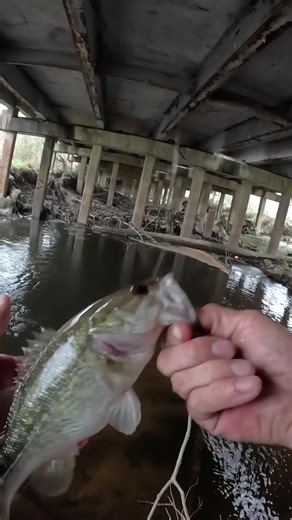 catching minnows with castnet for bait #fishing #livebait #bassfishing #creek #bankfishing