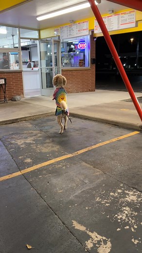 Pappy found the perfect place to work at Grayslake Dog n Suds Drive-In Making people happy everywhere. #dogsofinstagram #trickdog #dognsuds #petsofinstagram #dogtraining | Pappy ThePoodle