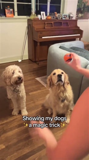 Dogs and Magic#dog #usa #funny #magic #dogs