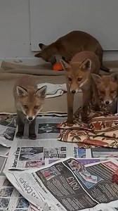 4.9K views · 713 reactions | A fantastic example of how fox cubs should be interacting with one another. Scrapping, chirping and playfighting. Really good for them all as they continue to grow. Developing important social skills with other cubs their age  | Whitby Wildlife Sanctuary | Facebook