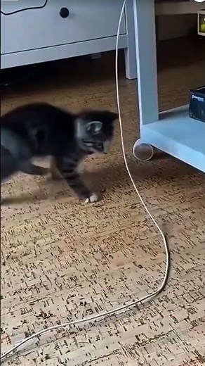 Funny Cat Videos That Are Actually UNHINGED 😂