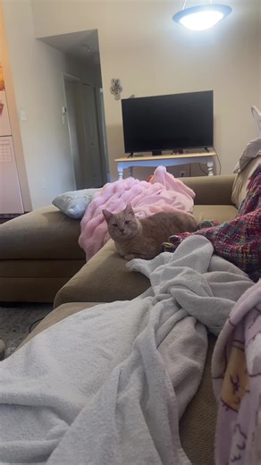 Ozzie, Oatie, and Wallace on TikTok