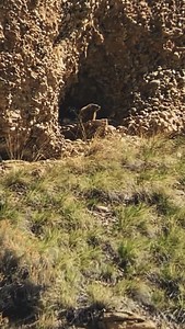 .450 Bushmaster Impacts at 460 yds! Check out our latest Rockchuck Challenge Video at Gunwerks.com | Gunwerks