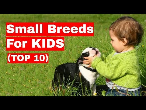 10 Small Dog Breeds For Kids (Children)