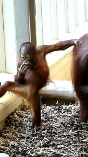 A Small, Funny, Curious Orangutan Was Caught on Camera#shorts#orangutans#funnyvideo#funnyanimals