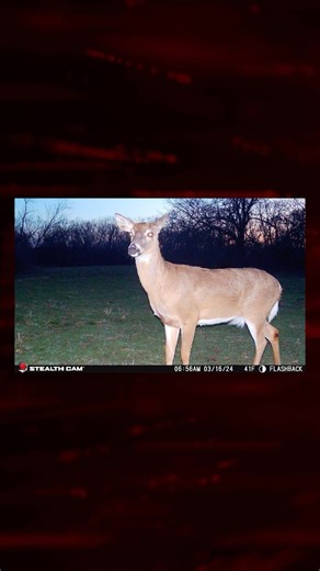 2K views · 108 reactions | BEST NEWS EVER!!!… Stealth Cam is bringing back the FLASH!!! I’ve always loved all the Stealth Cam models, but definitely missed the flash cameras… There’s just something about pics of a giant buck, in low light, and the flash lights up all of his gorgeous details! I can’t wait for this summer, to get nighttime pics of the big fellas!  #stealthcam #flashback | LIVE 2 HUNT with Cody and Kelsy | Facebook