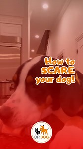 983K views · 5.7K reactions | Never use this kind of method without consulting a certified professional first. The chance of causing a negative association is very high, as you can see in this case. Just because you’ve seen this kind of thing on TV, it does not mean that it’s right or that you imitate it. There is always a positive alternative to aversives. | Dr.Dog | Facebook