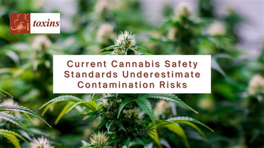 Recent work in the Open Access journal Toxins examined fungi and mycotoxins in dried cannabis buds after gamma irradiation. Cannabis flowers are highly susceptible to colonisation by mycotoxin-producing fungi, which can pose health risks. To fully capture contamination, researchers combined three approaches: • ELISA – the industry standard for mycotoxin detection. • PCR – to detect fungal DNA beyond ELISA’s sensitivity. • Culture-based methods – to identify live fungi. Even after irradiation and
