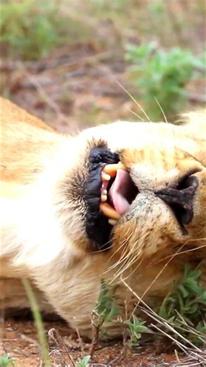 Wait for the YAWN! A perfect, lazy lion safari... | Wildlife Africa