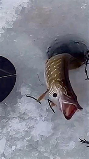 Winter Pike Fishing on Ice — You Won’t Believe This🔥