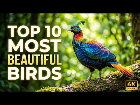 Top 10 Rarest Birds in the World 🦜 | Most Beautiful & Endangered Birds Ever Found