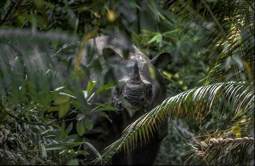 Un nouveau spécimen du rhinocéros de Java observé en Indonésie, un signe d'espoir | RTS