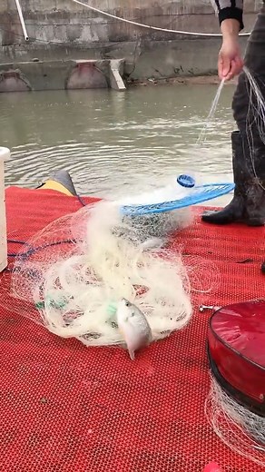Catching Fish Using Cast Net Fishing / Net Catch Fishing 🐠🐠#Reels #fishing #skill #castnetfishing#fishtok #crab #ocean #giant #fish #fisherman #fishing #fishinglife #crabbing #shark #bigfish #sharkweek #boatlife #nature #science #boating #sushi #eel #santacruz #friendliestcatch #deadliestcatch #sustainable | Daily Discovery