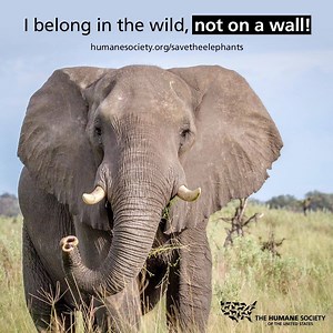 Stop the killing of elephants for trophies! humanesociety.org/savetheelephants #SaveTheElephants | Humane World for Animals
