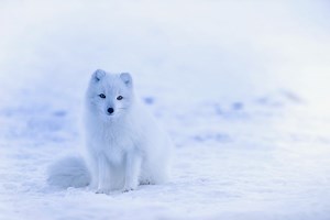 Los fascinantes animales que viven en el Polo Norte. ¿Hasta dónde los conoces? • En Estado Crudo