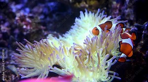 A Nemo fish plays hide and seek amongst the moving tentacles of a soft Sea Anemone. Clownfish or Anemonefish in Aquarium concept. 4k super slow motion 120 fps raw cinematic video