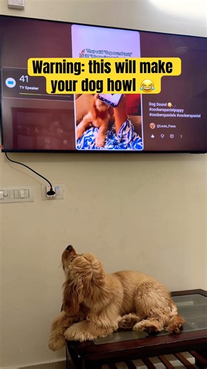 Cocker Spaniel Reacts to Viral Dog Sound 🐺 #shorts #dogshorts #dogs #dog #cockerspaniel #cute #fyp