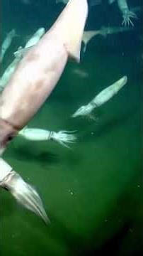 The Red Devil Squid - The scariest squid of all!