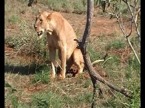 Lion is pooping before eating a Water Buffalo.