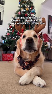 Studies have shown that watching a reindeer eat a carrot can reduce stress by 93%… Did it work? Lucky for us, these two love carrots 🥕 Bonus…they help clean teeth, so this is basically therapy #dog #goldenretriever #Christmas #reindeer #cutedogs #doglife | lunas_golden_life