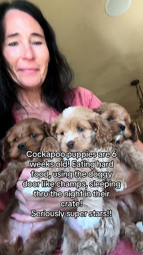 Adorable 6-Week-Old Cockapoo Puppies Getting Ready to Go Home!