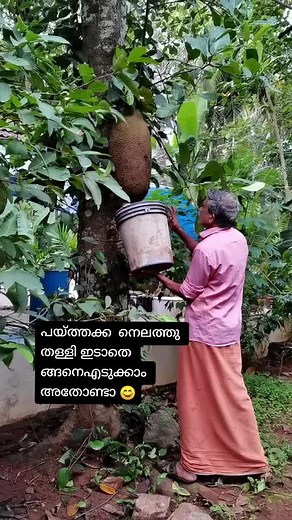 Tapping Trees for Natural Liquid Collection