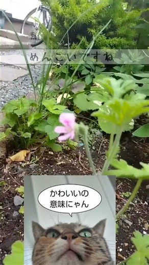 蚊よけハーブ🌿