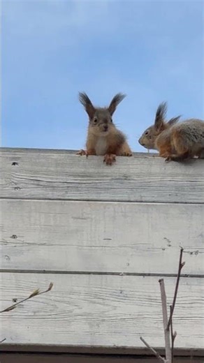 In the spring, squirrels warm themselves on the roof of the bathhouse! #bathhouse #squirrel #squi...
