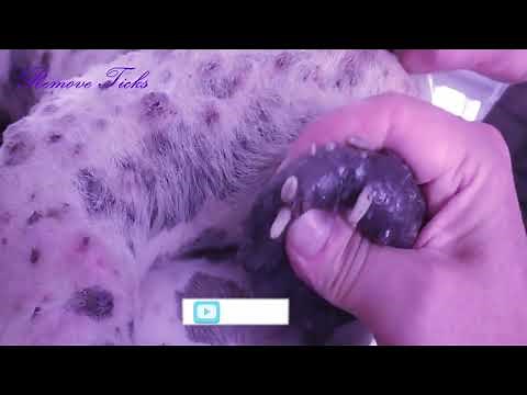 Removing Monster Mango worms From Helpless Dog! Animal Rescue Video 2022 #78