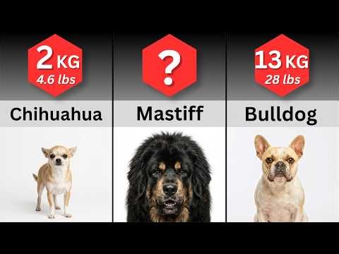 Dog Breeds Ranked by Weight: Lightest to Heaviest