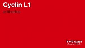 Cyclin L1 antibodies from Thermo Fisher Scientific