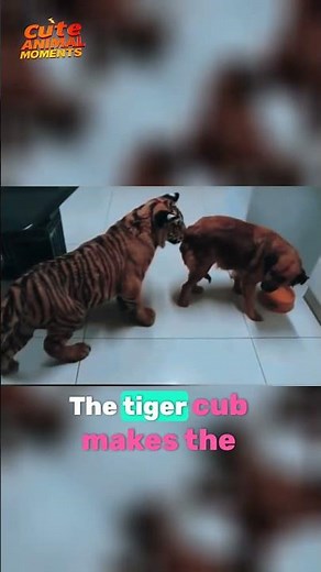 Dog Meets Baby Tiger – The Most Unexpected Friendship You’ll Ever See!